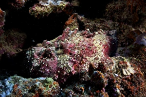 Deadly south pacific stonefish camouflaged in the reef, Fiji Deadly south pacific stonefish camouflaged in the reef, Fiji