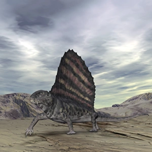 Dimetrodon grandis traverses Earth during the Early Permian period Dimetrodon grandis traverses Earth during the Early Permian period