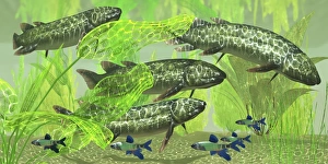 Dipterus is an extinct freshwater lungfish from the Devonian Period Dipterus is an extinct freshwater lungfish from the Devonian Period