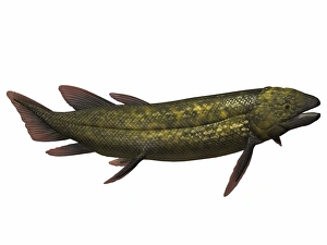 Dipterus, an extinct genus of freshwater lungfish Dipterus, an extinct genus of freshwater lungfish