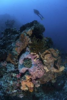 A diver above a beautiful reef in Komodo National Park, Indonesia A diver above a beautiful reef in Komodo National Park, Indonesia