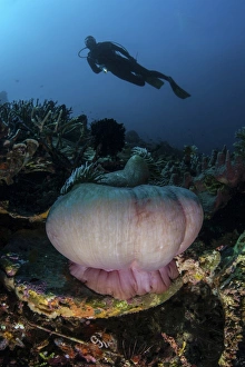 A diver hovers above a magnificent sea anemone in Indonesia A diver hovers above a magnificent sea anemone in Indonesia