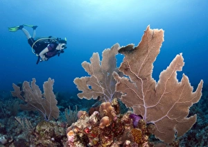 Diver with large purple sea fan, Cariibean Sea Diver with large purple sea fan, Cariibean Sea