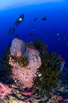 A diver looks on at a giant barrel sponge, Papua New Guinea A diver looks on at a giant barrel sponge, Papua New Guinea