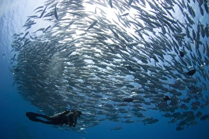 A diver looks on at schooling Jacks at Mary Island, Solomons A diver looks on at schooling Jacks at Mary Island, Solomons