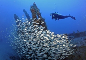 Diver and schooling fish on WWII U-352 German submarine sunk in Atlantic ocean Diver and schooling fish on WWII U-352 German submarine sunk in Atlantic ocean
