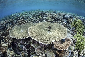 A diverse array of corals grow in Raja Ampat, Indonesia A diverse array of corals grow in Raja Ampat, Indonesia