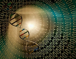 DNA Double Helix Structure Prints: DNA chain inside tunnel of binary code