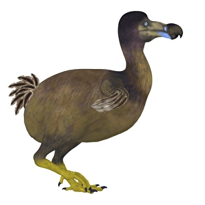 Dodo Bird Prints: Dodo bird, side view