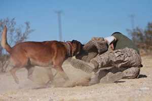 A dog handler works on take-down techniques with a military working dog A dog handler works on take-down techniques with a military working dog