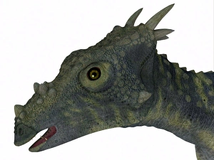 Mesozoic Era Dinosaurs Prints: Dracorex dinosaur head