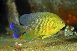 A Dusky Damselfish offshore from Panama City, Florida A Dusky Damselfish offshore from Panama City, Florida