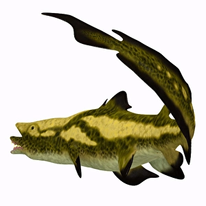 Prehistoric Shark Prints: Edestus shark
