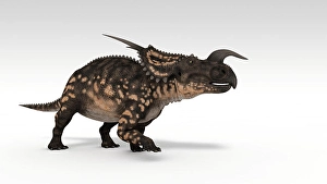 Cretaceous Era Animals Prints: Einiosaurus dinosaur, white background