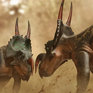 Dinosaur Artwork Illustration Prints: Two Einiosaurus dinosaurs fighting
