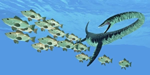An Elasmosaurus hunts a school of bocaccio fish An Elasmosaurus hunts a school of bocaccio fish