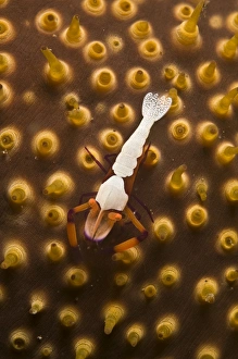 Emperor shrimp on orange sea cucumber, North Sulawesi, Indonesia Emperor shrimp on orange sea cucumber, North Sulawesi, Indonesia