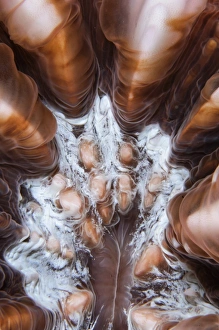 Extreme close-up showing the detail of Mushroom coral, Indonesia Extreme close-up showing the detail of Mushroom coral, Indonesia