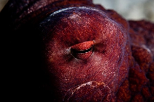 Animal Themes Photography Prints: Detail of the eye of a reef octopus