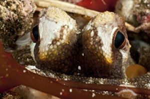 Eyes of a coconut octopus, North Sulawesi, Indonesia Eyes of a coconut octopus, North Sulawesi, Indonesia