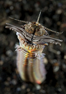 Facial and body view of the predatory Bobbit worm, Indonesia Facial and body view of the predatory Bobbit worm, Indonesia