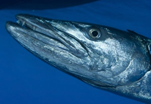 Facial view of a great barracuda, Kimbe Bay, Papua New Guinea Facial view of a great barracuda, Kimbe Bay, Papua New Guinea