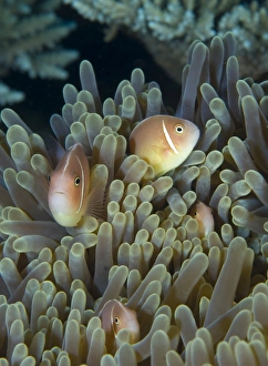 A family of pink anemonefish in anemone, Papua New Guinea A family of pink anemonefish in anemone, Papua New Guinea