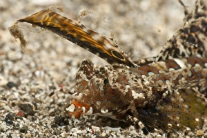 Fingered dragonet head detail, North Sulawesi, Indonesia Fingered dragonet head detail, North Sulawesi, Indonesia