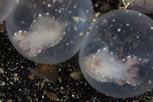 Flamboyant cuttlefish embryos develop in their eggs Flamboyant cuttlefish embryos develop in their eggs