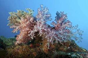 Fluffy brown, pink and red dendronephtya soft coral, Indonesia Fluffy brown, pink and red dendronephtya soft coral, Indonesia