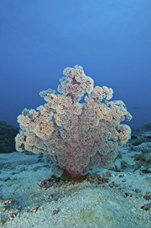 Fluffy pink and red dendronephtya soft coral, Indonesia Fluffy pink and red dendronephtya soft coral, Indonesia