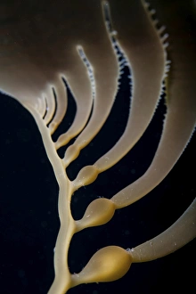 Giant kelp grows off the coast of California Giant kelp grows off the coast of California