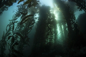 Giant kelp (Macrocystis pyrifera) grows off the coast of California Giant kelp (Macrocystis pyrifera) grows off the coast of California