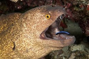 Giant moray eel and cleaner wrasse, Maldives Giant moray eel and cleaner wrasse, Maldives