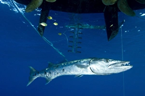 A great barracuda beneath a boat, Kimbe Bay, Papua New Guinea A great barracuda beneath a boat, Kimbe Bay, Papua New Guinea