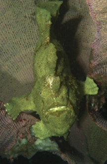 Green frogfish in sponge, North Sulawesi, Indonesia Green frogfish in sponge, North Sulawesi, Indonesia