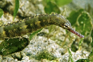 Green scribbled pipefish with pink snout, North Sulawesi Green scribbled pipefish with pink snout, North Sulawesi