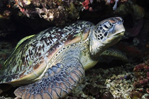 Green sea turtle with a remora on its shell, North Sulawesi Green sea turtle with a remora on its shell, North Sulawesi