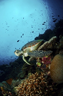 Green sea turtle resting on a plate coral, North Sulawesi Green sea turtle resting on a plate coral, North Sulawesi