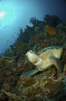 Green sea turtle resting on a rocky ledge, North Sulawesi Green sea turtle resting on a rocky ledge, North Sulawesi