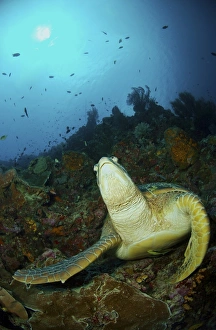 Green turtle on reef, Manado, North Sulawesi, Indonesia Green turtle on reef, Manado, North Sulawesi, Indonesia