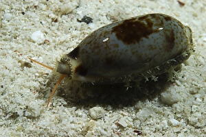 Grey and brown wandering cowries, South China Sea Grey and brown wandering cowries, South China Sea