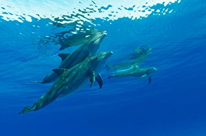 Atlantic Ocean Wildlife Photos Prints: A group of Atlantic bottlenose dolphins