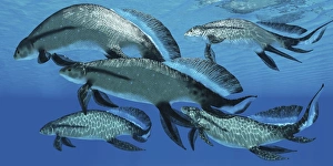 A group of Scaumenacia lobe-finned fish from the Devonian period A group of Scaumenacia lobe-finned fish from the Devonian period