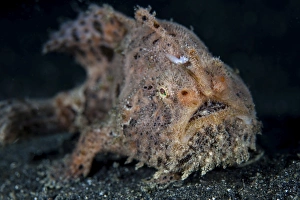 A hairy frogfish in Lembeh Strait, Indonesia A hairy frogfish in Lembeh Strait, Indonesia