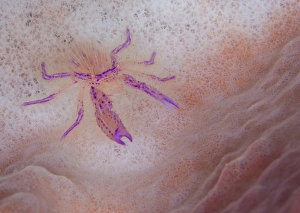 Hairy squat lobster on pink sponge, Solomon Islands Hairy squat lobster on pink sponge, Solomon Islands