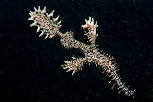 Harlequin ghost pipefish with fins spread wide, North Sulawesi Harlequin ghost pipefish with fins spread wide, North Sulawesi