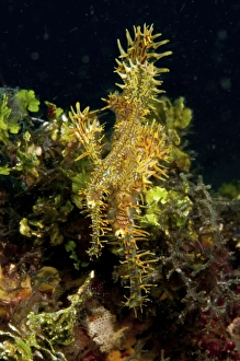 Harlequin ghost pipefish, Lembeh Strait, North Sulawesi, Indonesia Harlequin ghost pipefish, Lembeh Strait, North Sulawesi, Indonesia