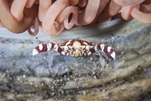 A harlequin swimming crab sits on its host tube anemone A harlequin swimming crab sits on its host tube anemone
