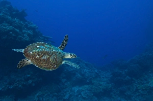 Hawksbill sea turtle, Kimbe Bay, Papua New Guinea Hawksbill sea turtle, Kimbe Bay, Papua New Guinea
